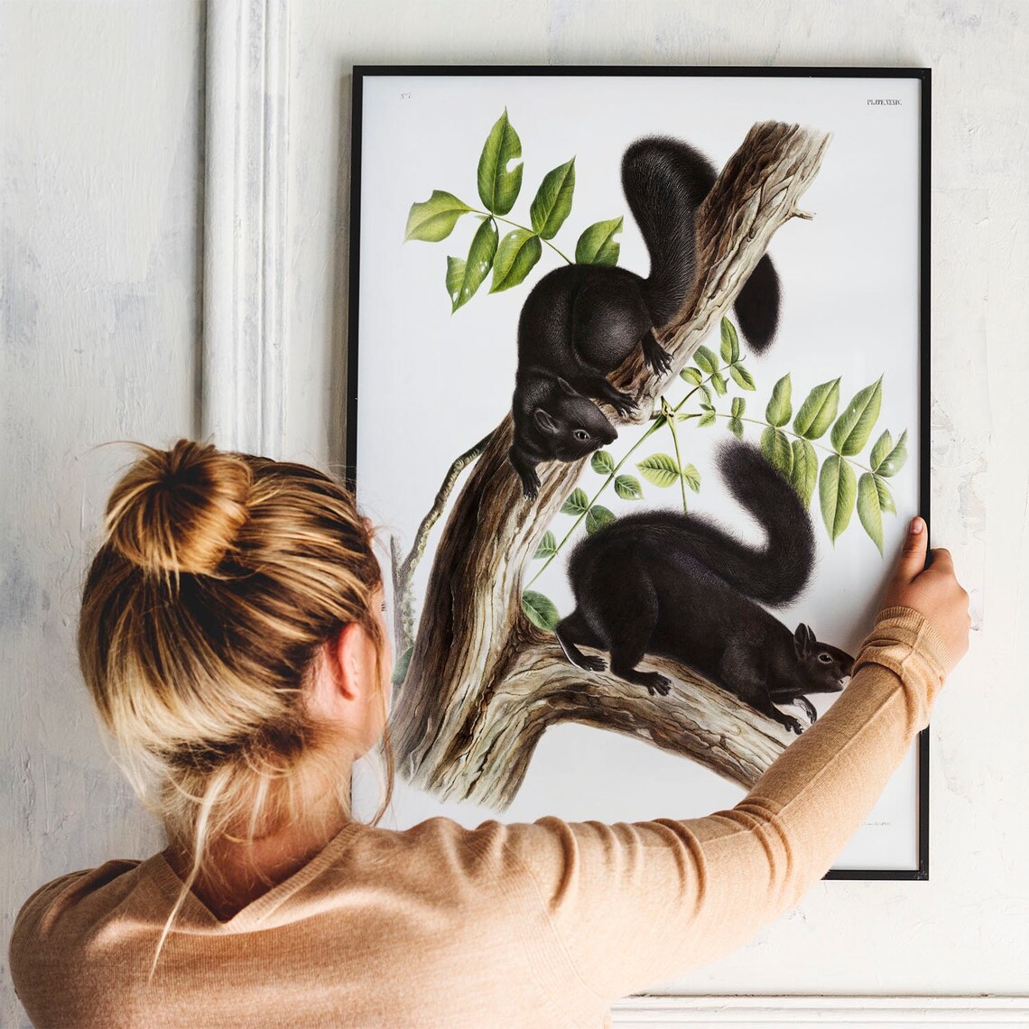 Squirrel Antique Animal Print, Vintage Illustration - Image 3