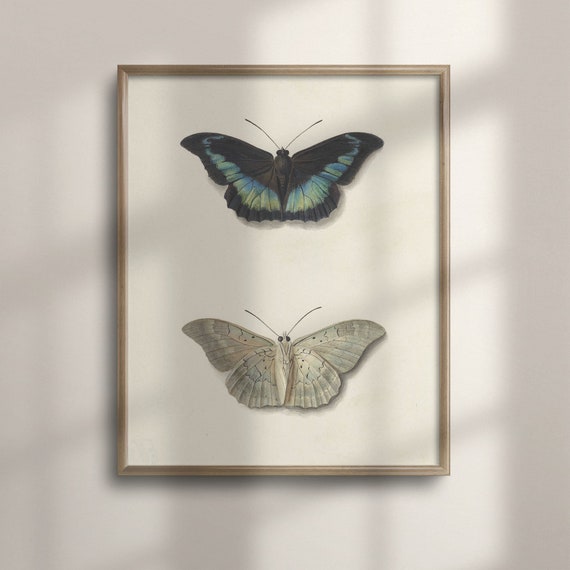 Vintage Butterfly Botanical Study Antique Art Print Farmhouse Decor Posterwork Cow Painting C16 1436