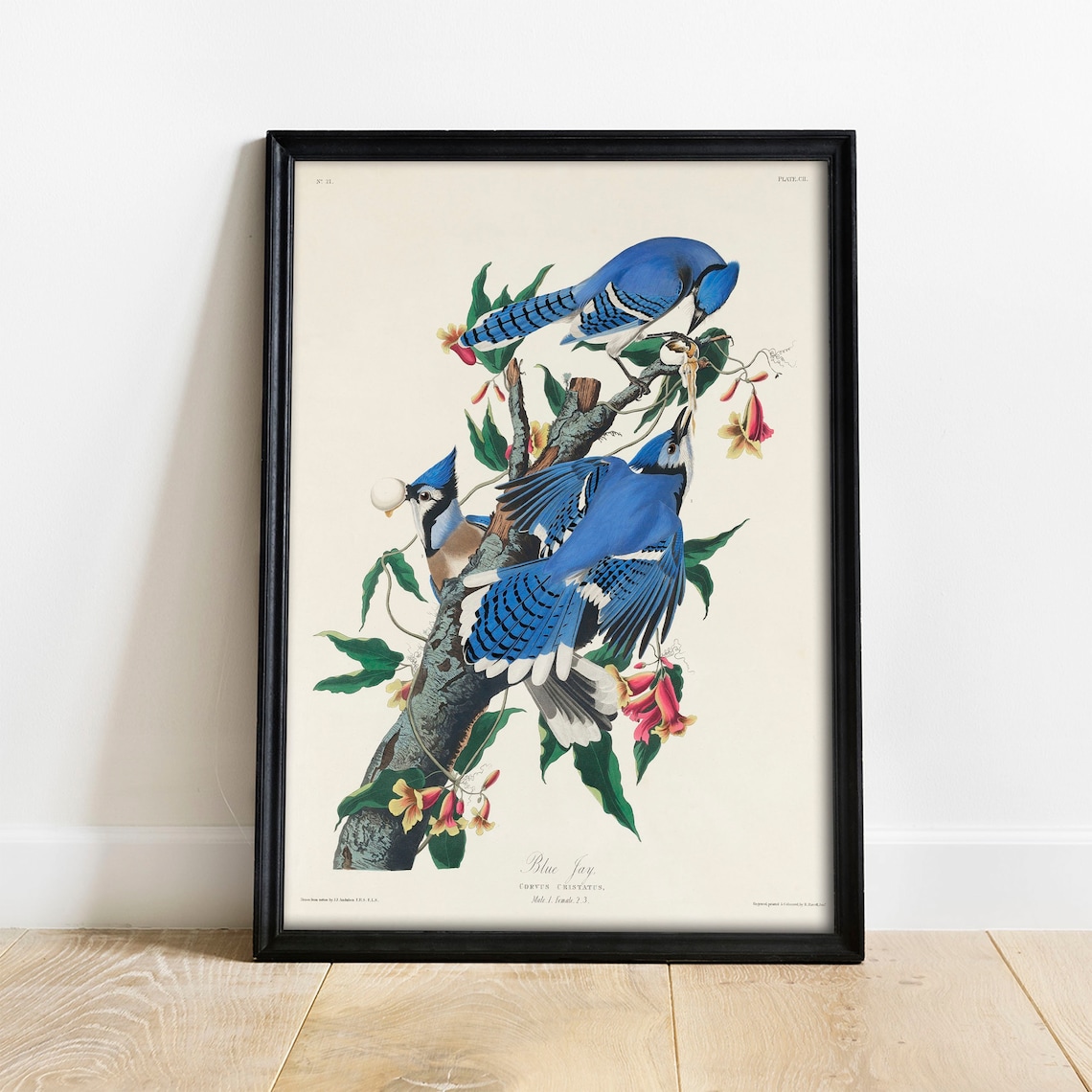 Blue Jay Antique Bird Painting Vintage Drawing Print
