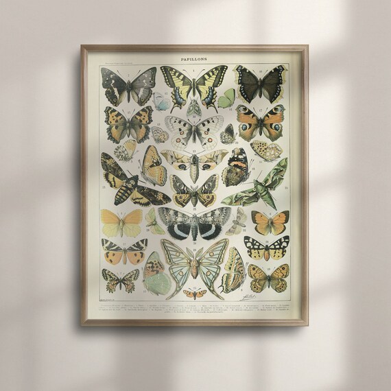 Adolphe Millot Butterfly Vintage Botanical Art Print
