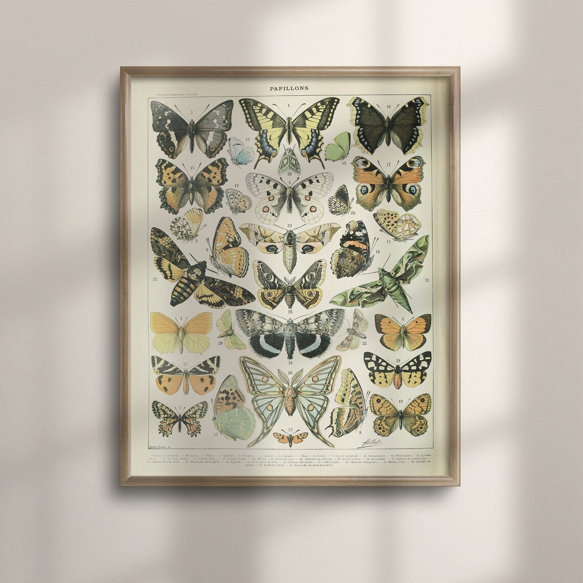 Adolphe Millot Butterfly Vintage Botanical Art Print