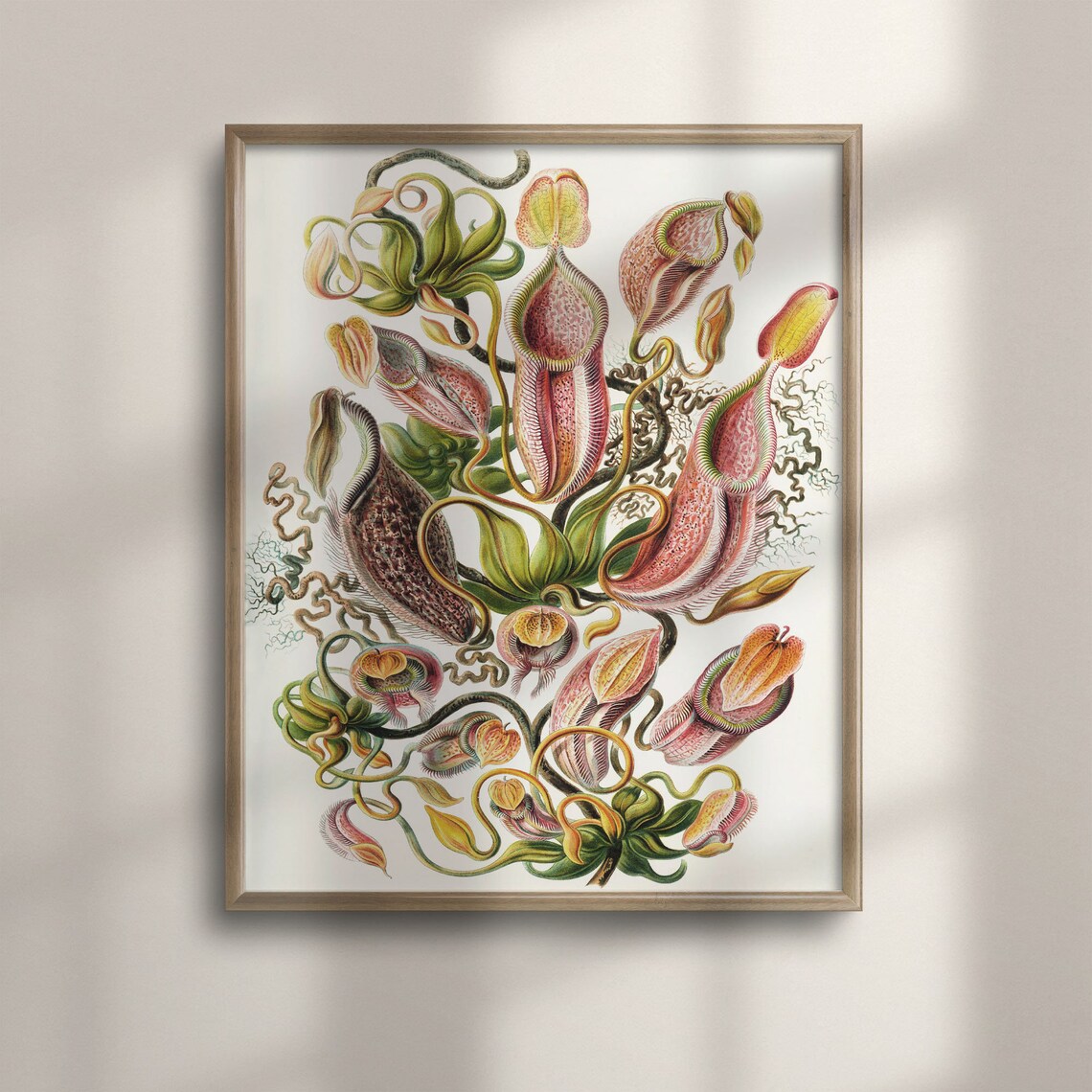 Ernst Haeckel Pitcher Plant Botanical Art Poster