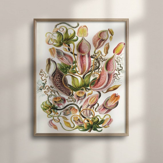 Ernst Haeckel Pitcher Plant Botanical Art Poster