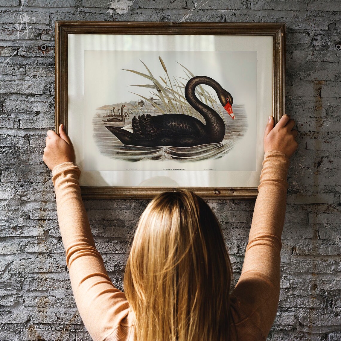 Black Swan Antique Bird Painting Vintage Art Print - Image 3