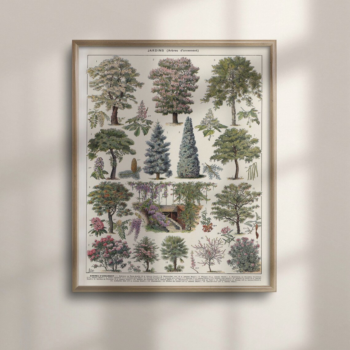 Vintage French Ornamental Tree Chart Botanical Garden Study Poster