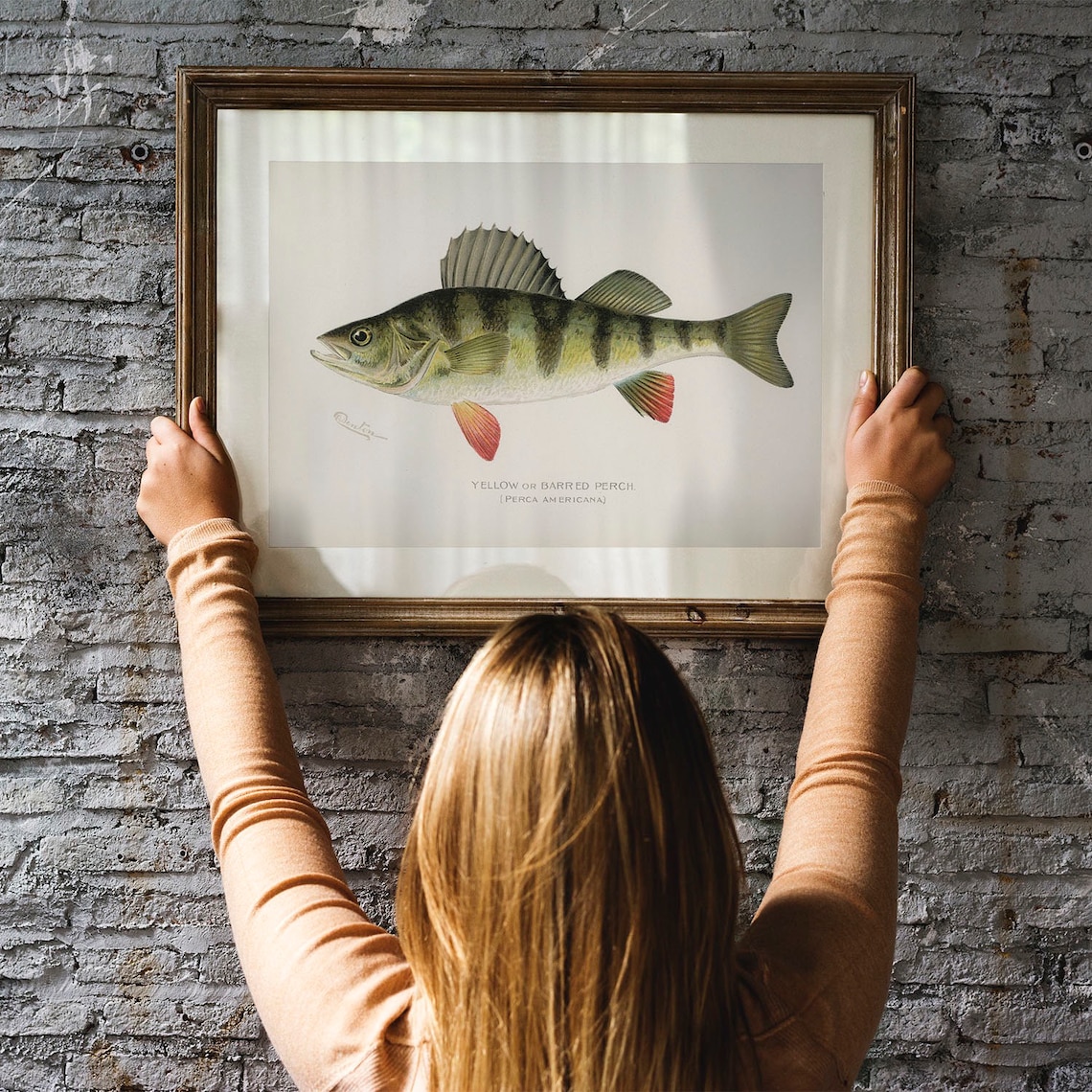 Yellow Fish Vintage Fishing Poster, Barred Perch - Image 3