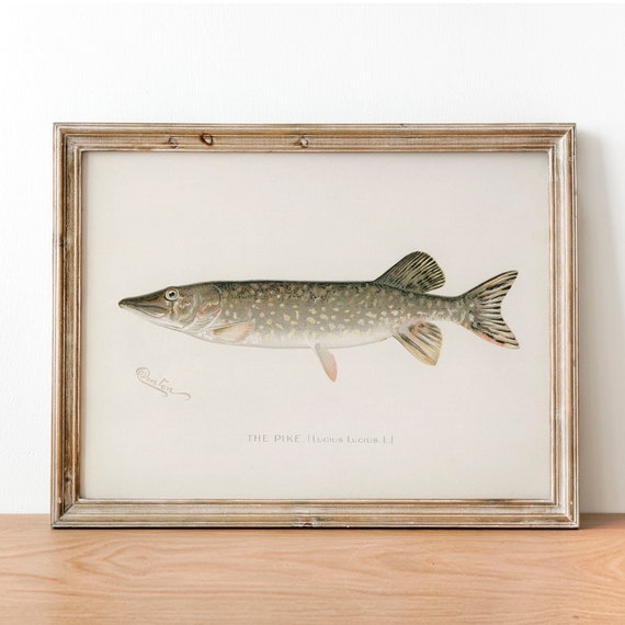 Vintage Pike Fish Art Print, Fishing Poster Decor