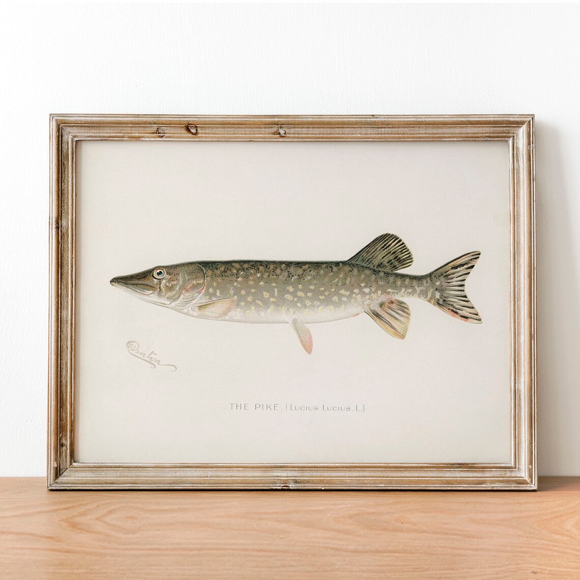 Vintage Pike Fish Art Print, Fishing Poster Decor