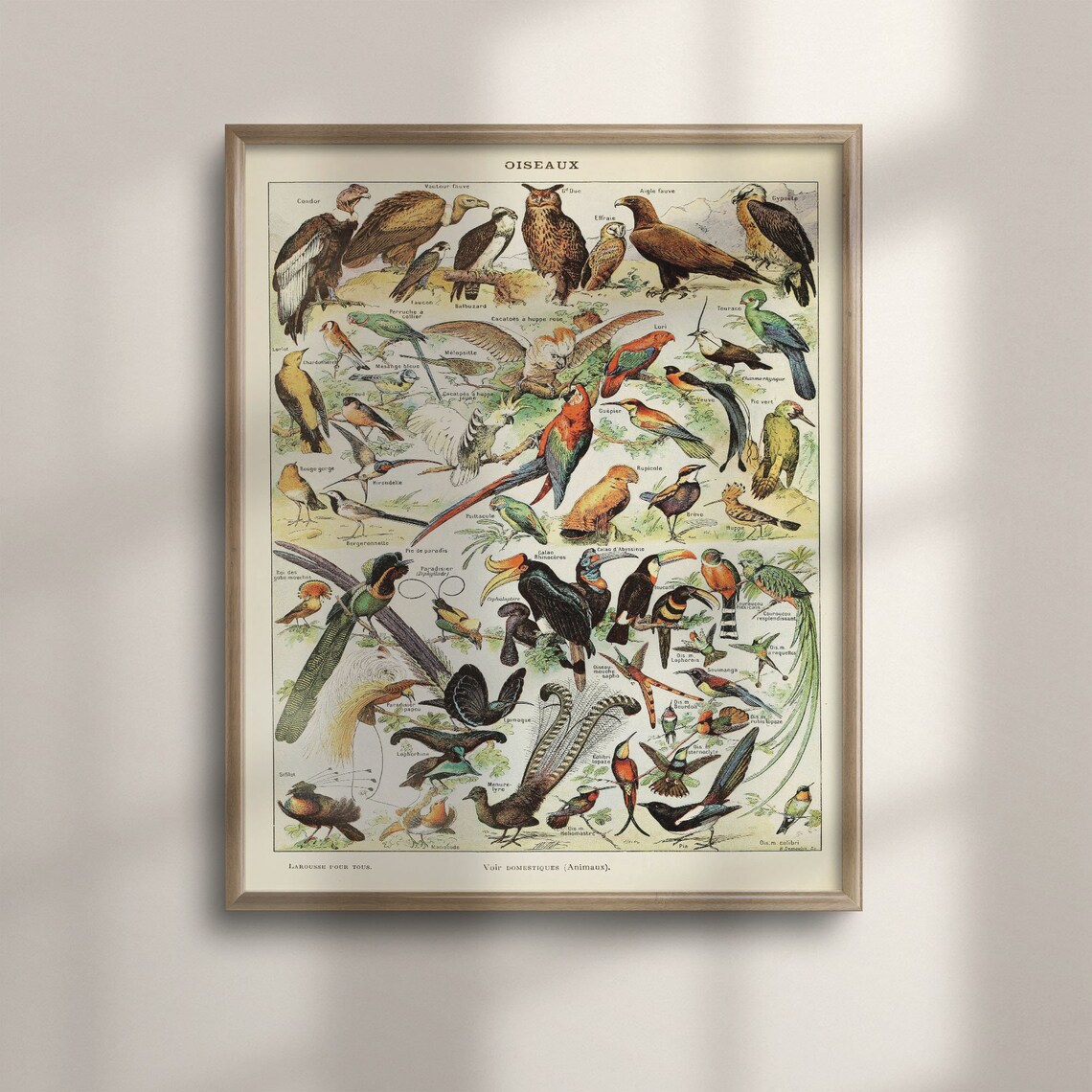 Adolphe Millot Bird Science Poster, Vintage Botanical Art