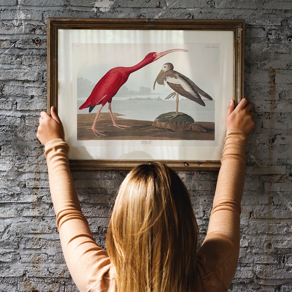 Scarlet Ibis Vintage Bird Drawing Art Print - Image 3