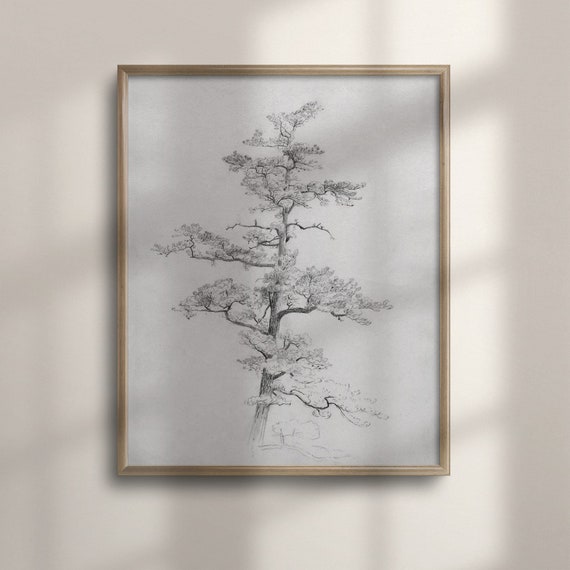 Antique Pine Tree Sketch Vintage Neutral Wall Art Minimalist Soft Decor Light Aesthetic Poster Tree Drawing C16 768