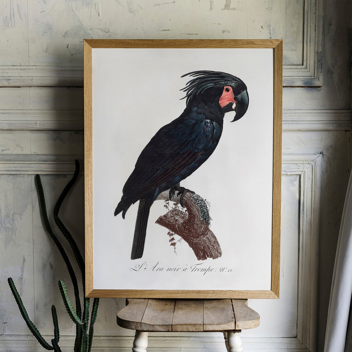 Palm Cockatoo Parrot Vintage Drawing Art Print - Image 2