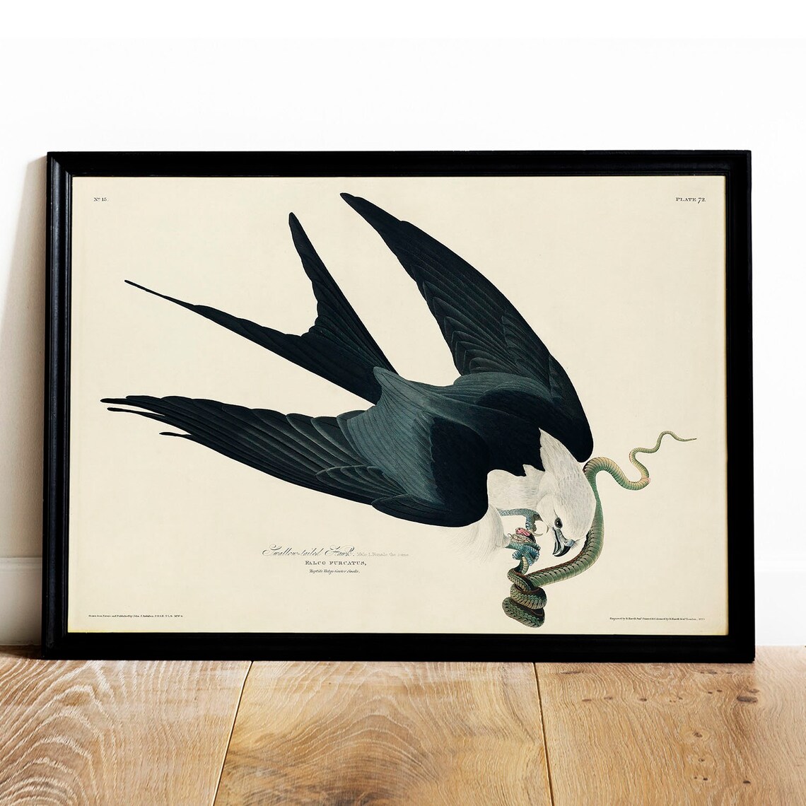 Vintage Hawk Bird Print, Antique Botanical Drawing