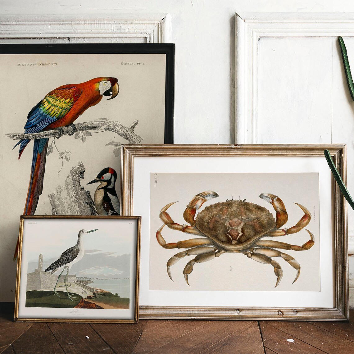 Crab Antique Print Illustration Vintage Poster - Image 2