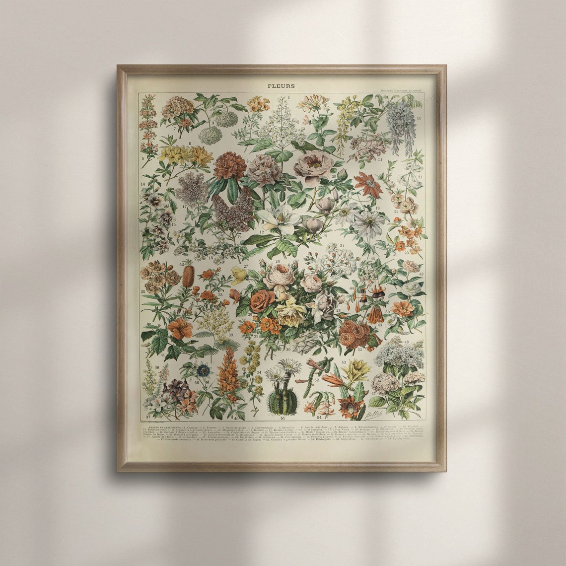 Adolphe Millot Fleurs Chart Vintage French Botanical Flower Poster