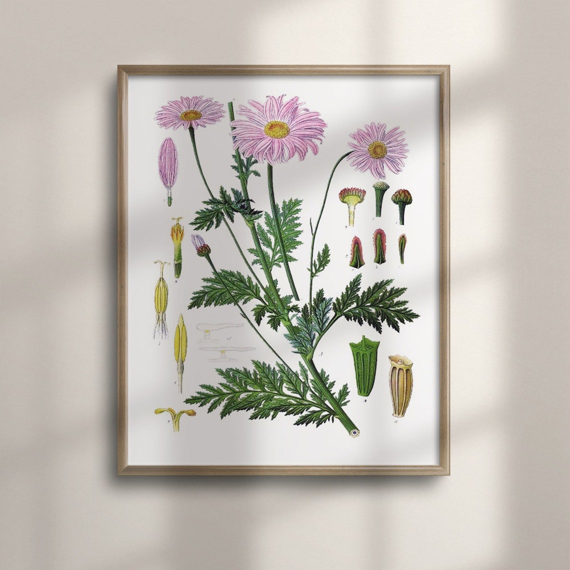 Vintage Pink Aster Daisy Botanical Study Floral Diagram Poster