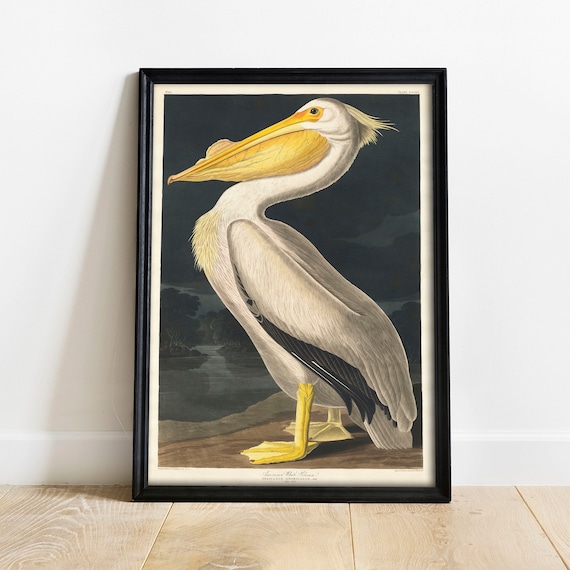 Pelican Antique Bird Painting Vintage Art Print