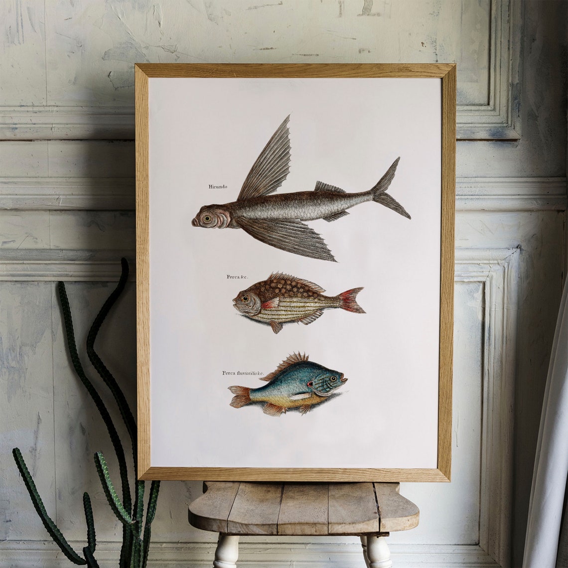 Antique Fish Engraving Three Vintage Species Illustration Poster - Image 4
