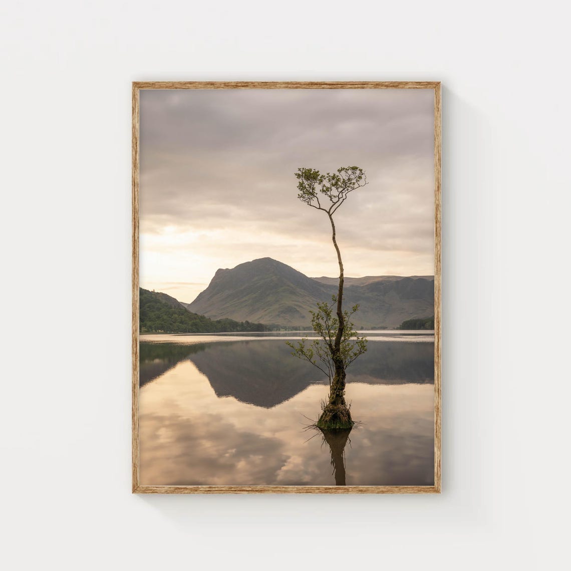 Buttermere Lone Tree Sunrise Reflected On Still Water Lake Poster