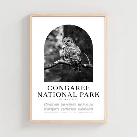 Congaree National Park Barred Owl Forest Black White Photo Poster