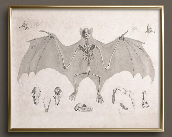 Bat Skeleton Anatomy Chart Vintage Scientific Illustration Oddity Print
