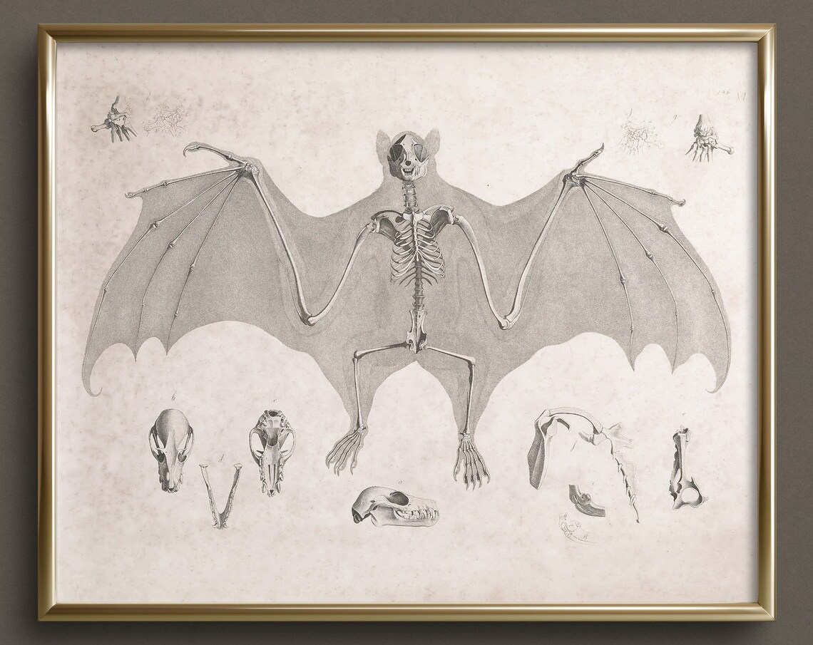 Bat Skeleton Anatomy Chart Vintage Scientific Illustration Oddity Print