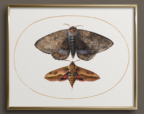 Vintage Moth Butterfly Art Neutral Wall Art Vintage Butterfly Art Prints Cottagecore Wall Art Da33