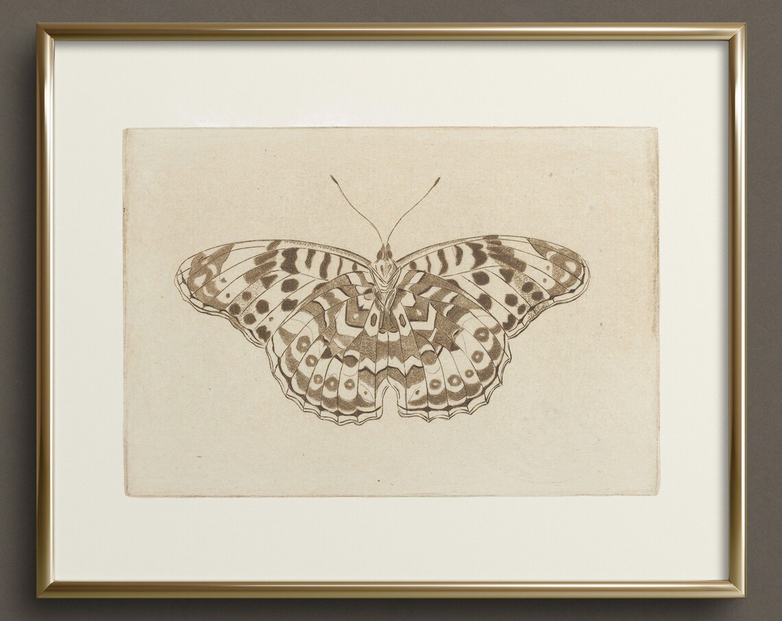 Butterfly Study Sepia Sketch Vintage Botanical Wall Art Print