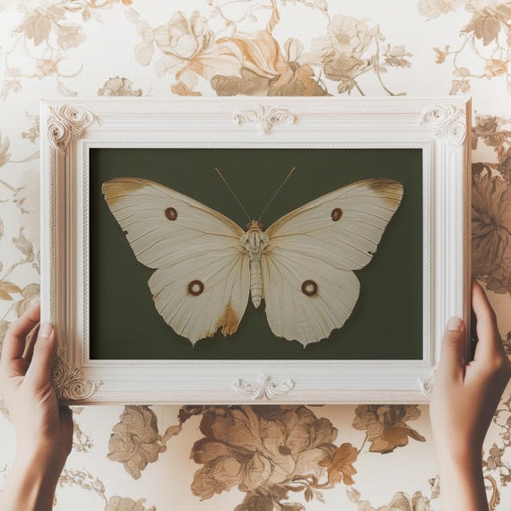 Vintage White Butterfly Print Moody Dark Insect Wall Art Moth Painting Cottagecore Decor