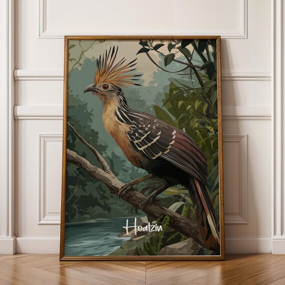 Hoatzin Framed Poster Exotic Bird Print For Nursery Or Kids Room