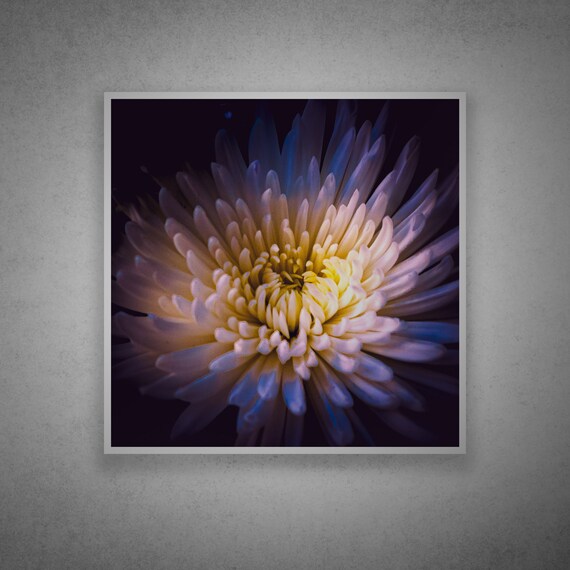 White Chrysanthemum Macro Flower Botanical Photography Art Print