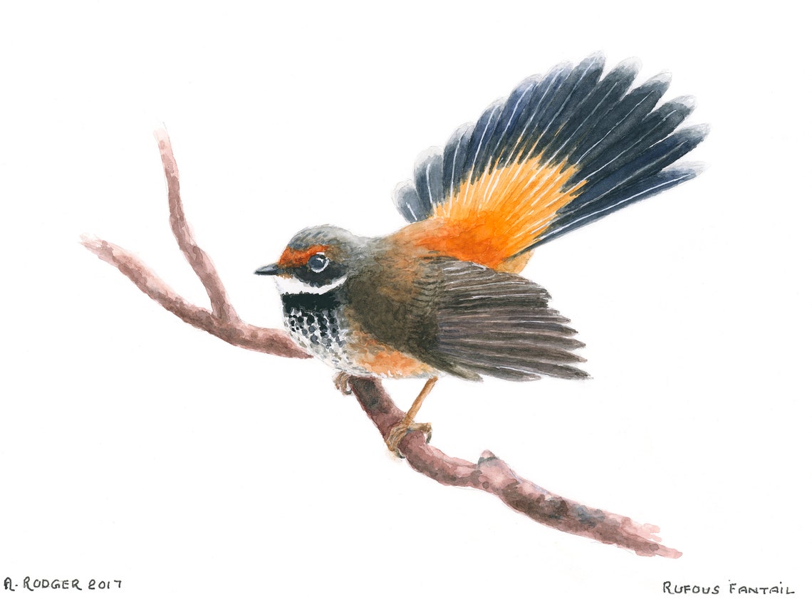 Rufous Fantail with Fanned Tail Watercolor Bird Portrait Poster