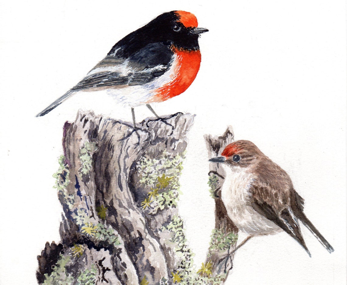 Red Capped Robins Male and Female on Stump Watercolor Poster