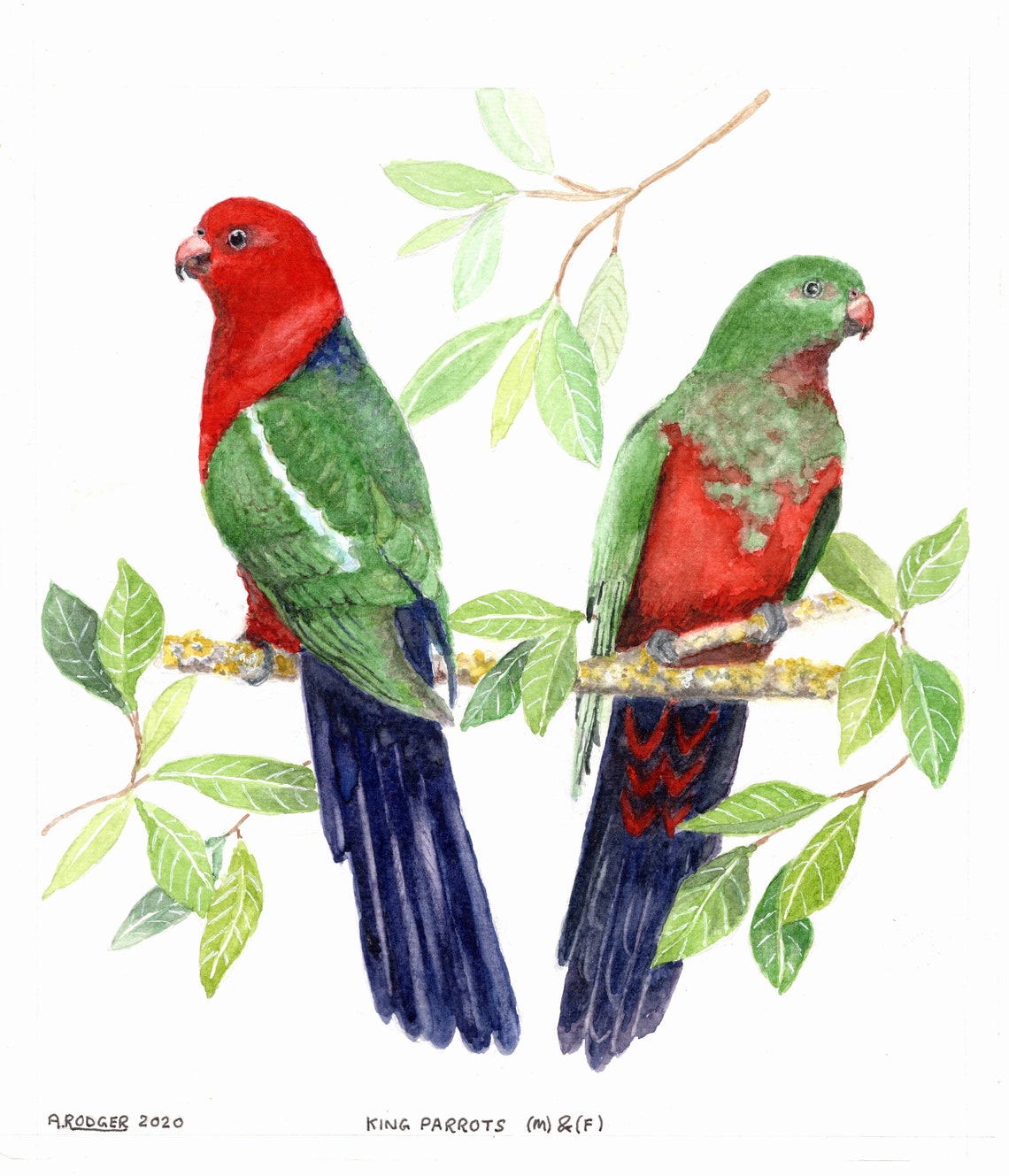 Australian King Parrots Male and Female Pair Watercolor Bird Poster