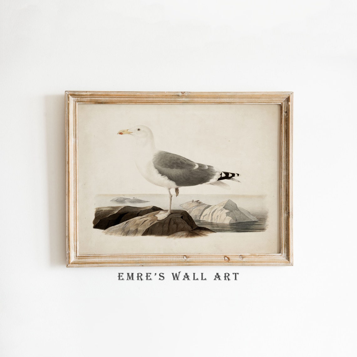 Seagull On Coastal Rocks Vintage Bird Illustration Antique Poster