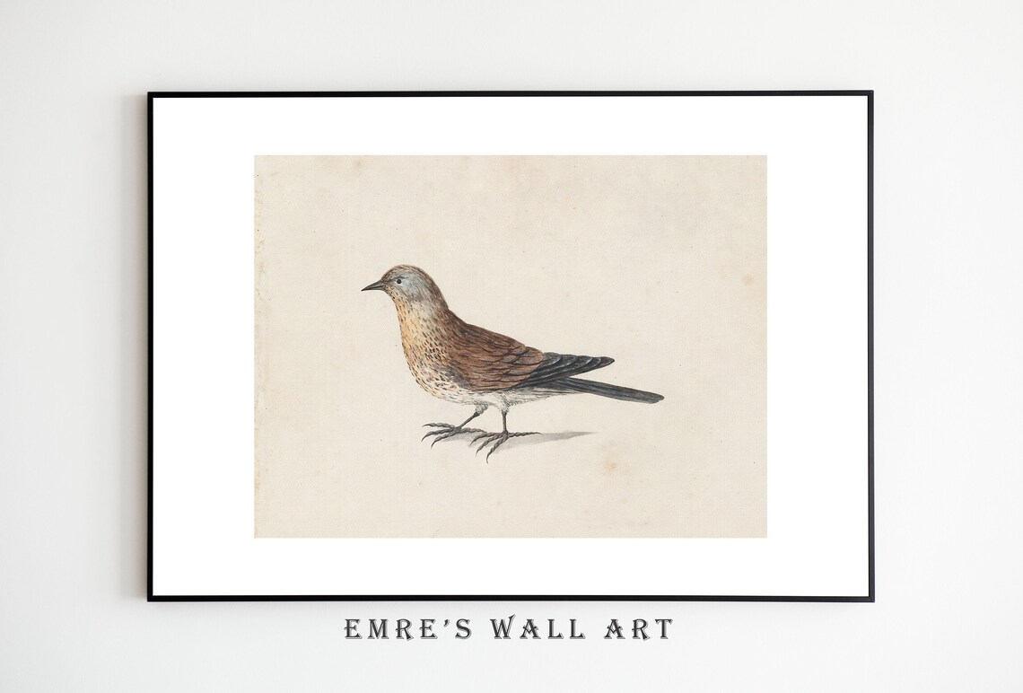 Vintage Bird Drawing, Farmhouse Bird Art Print - Image 2