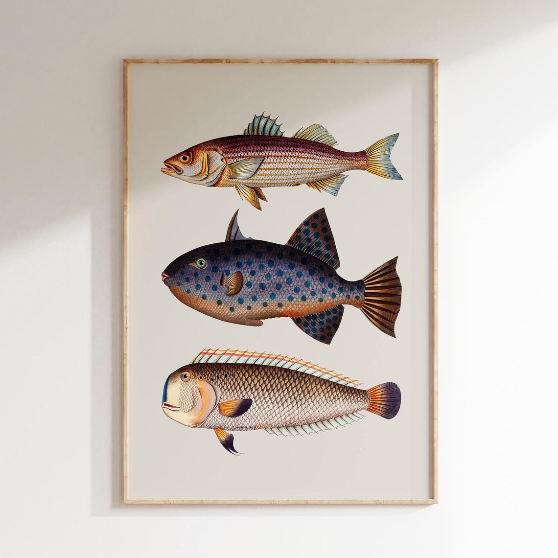 Vintage Fish Trio Scientific Illustration Retro Kitchen Poster - Image 4