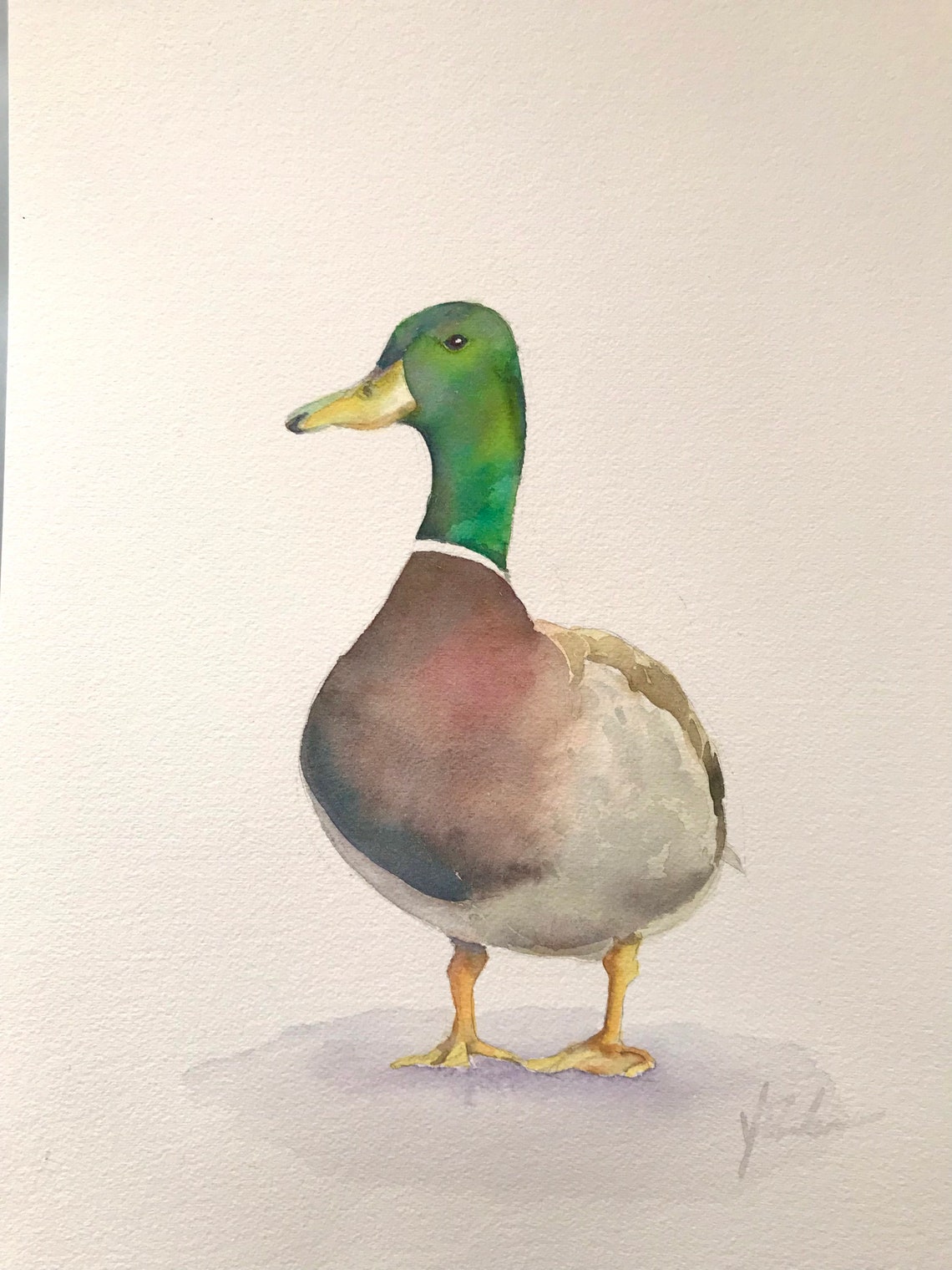 Elegant Mallard Drake in Profile Watercolor Bird Portrait Poster - Image 3