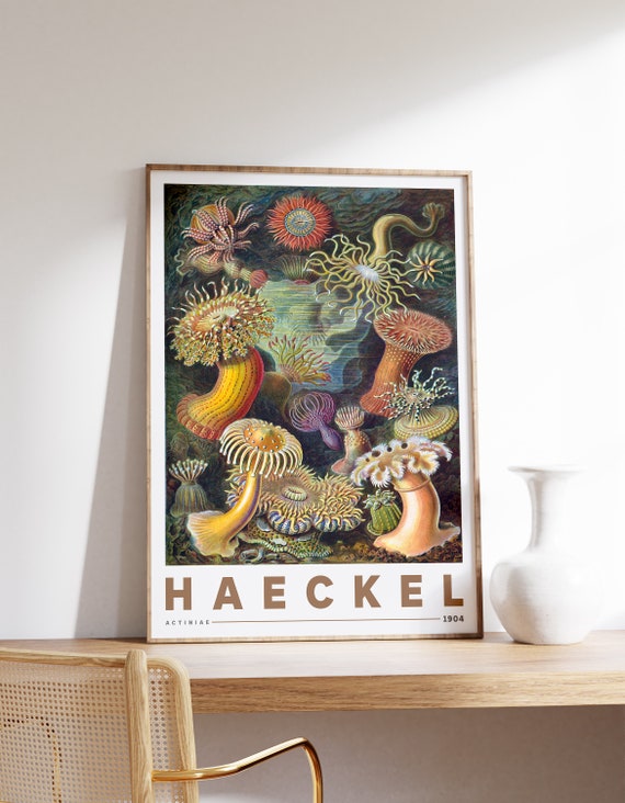 Ernst Haeckel Actiniae Botanical Vintage Poster