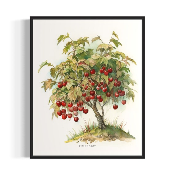 Pin Cherry Tree Art Print Pin Cherry Tree Wall Art Poster