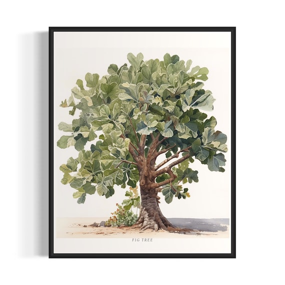 Fig Tree Art Print, Botanical Kitchen Wall Art