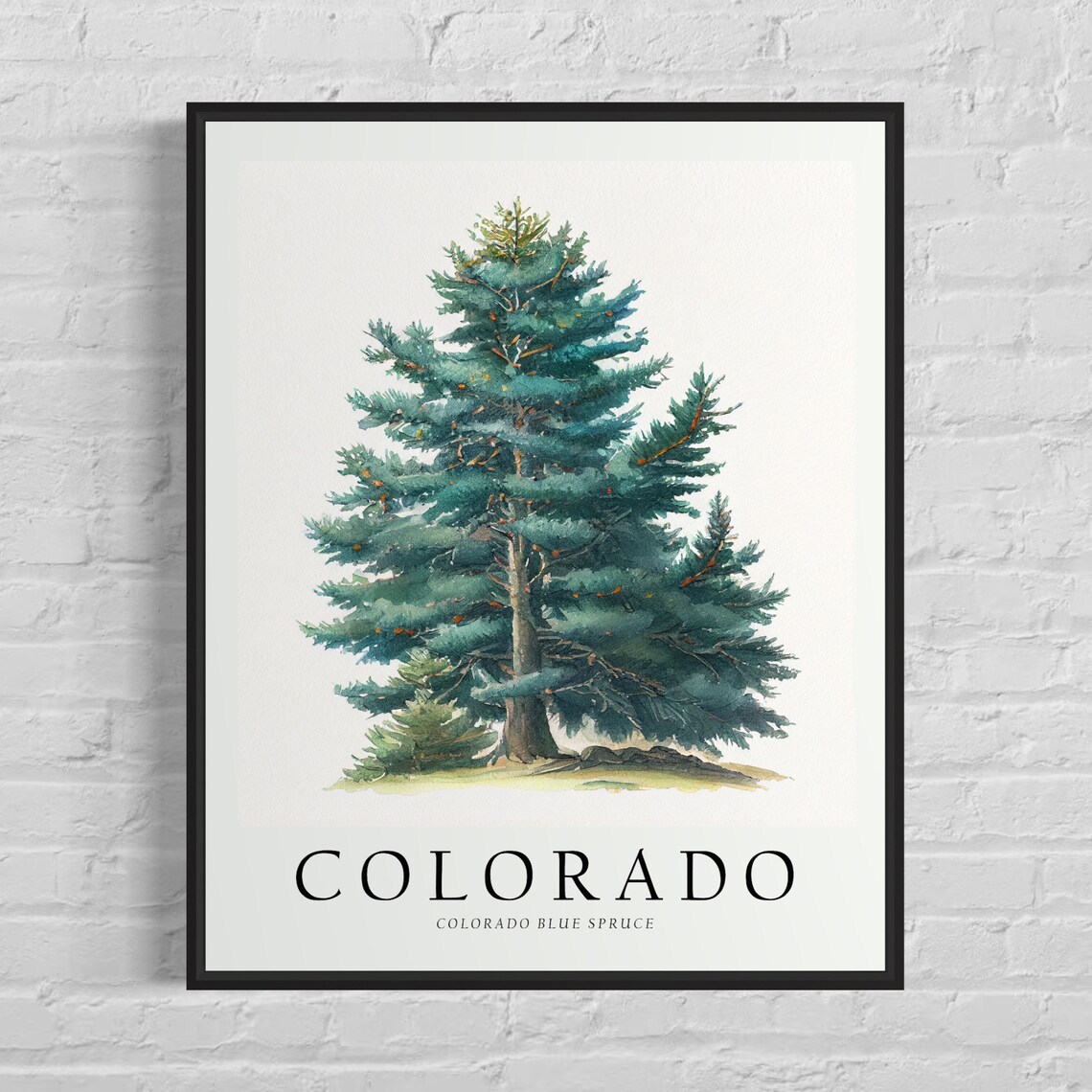 Colorado State Tree Blue Spruce Art Print