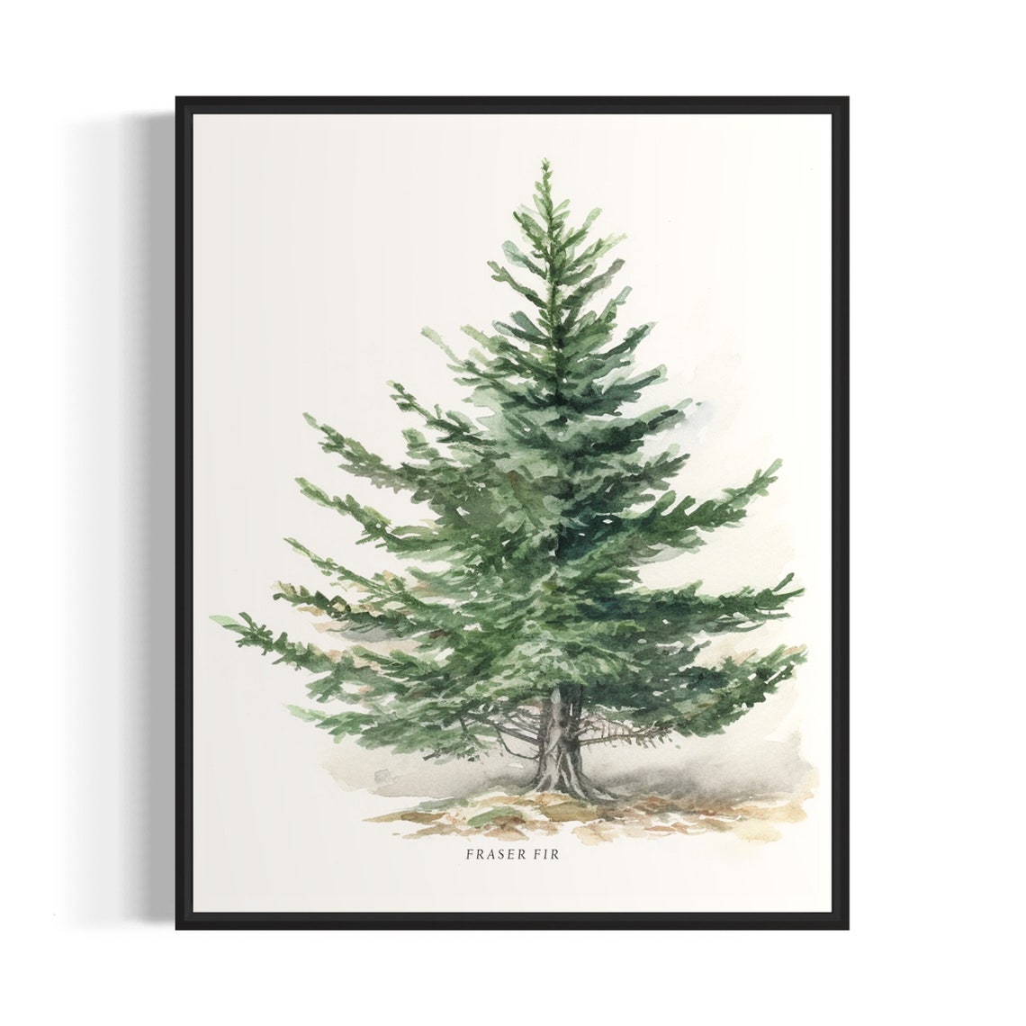 Fraser Fir Tree Art Print Fraser Fir Tree Wall Art Poster