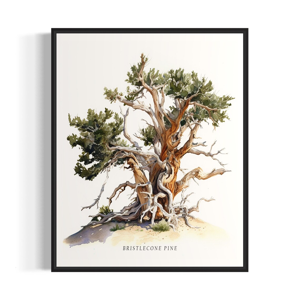 Bristlecone Pine Tree Art Print, Nature Landscape