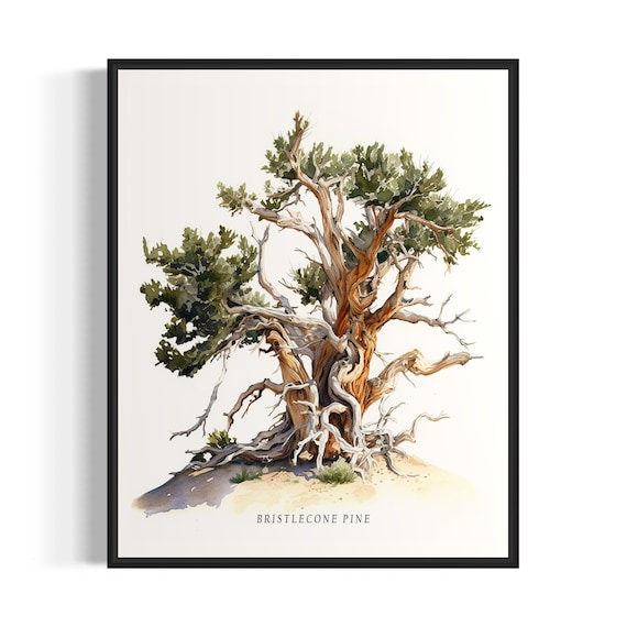 Bristlecone Pine Tree Art Print, Nature Landscape