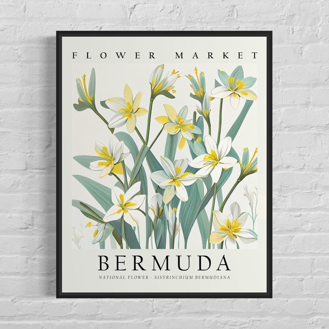 Bermuda National Flower Sisyrinchium Bermudiana Vintage Art Poster