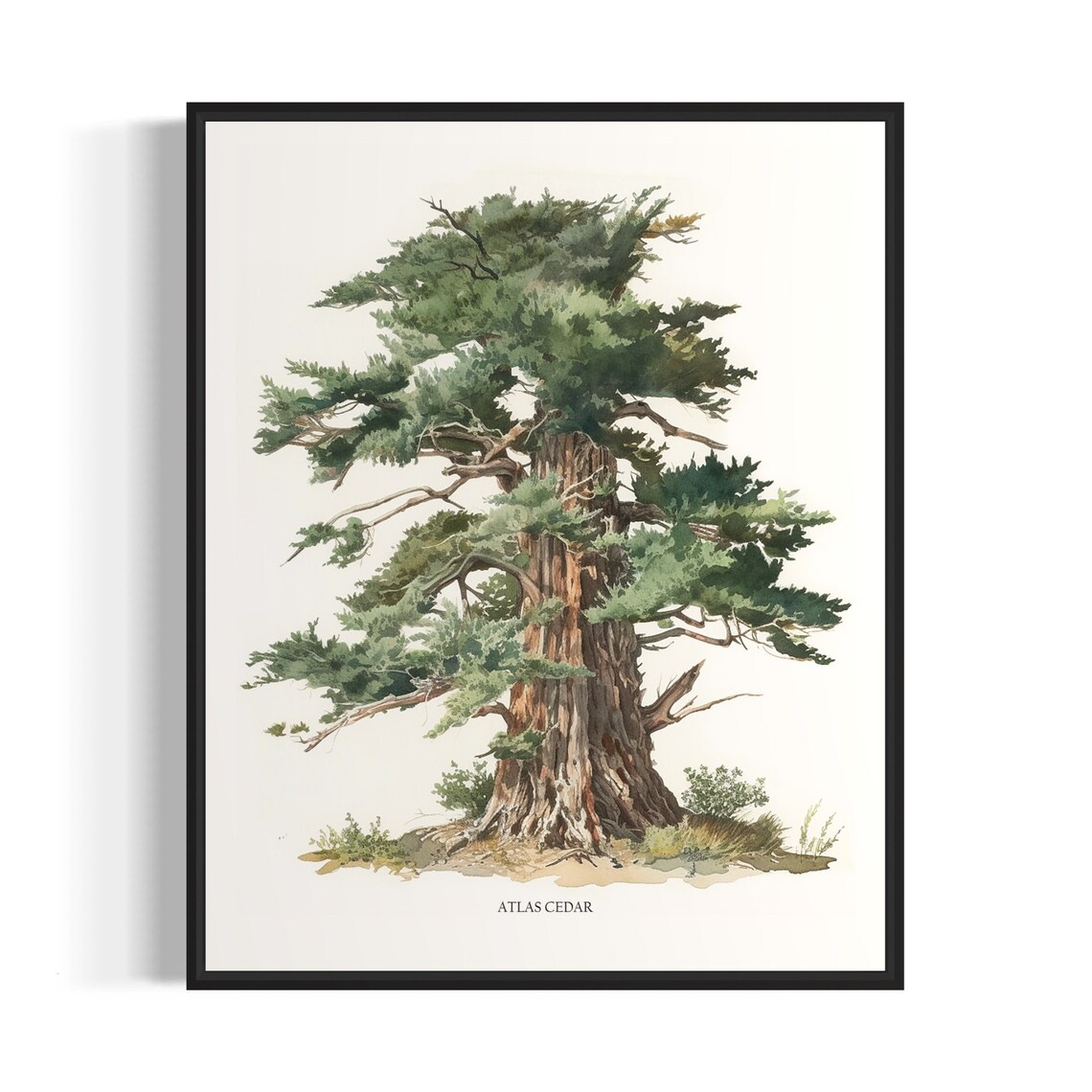 Atlas Cedar Tree Art Print, Nature Wall Decor