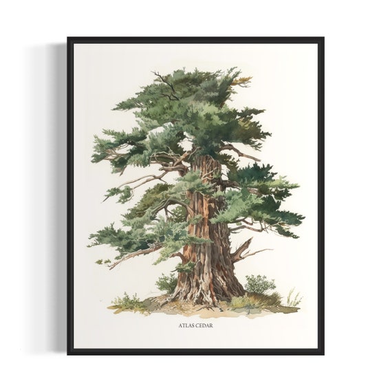 Atlas Cedar Tree Art Print, Nature Wall Decor