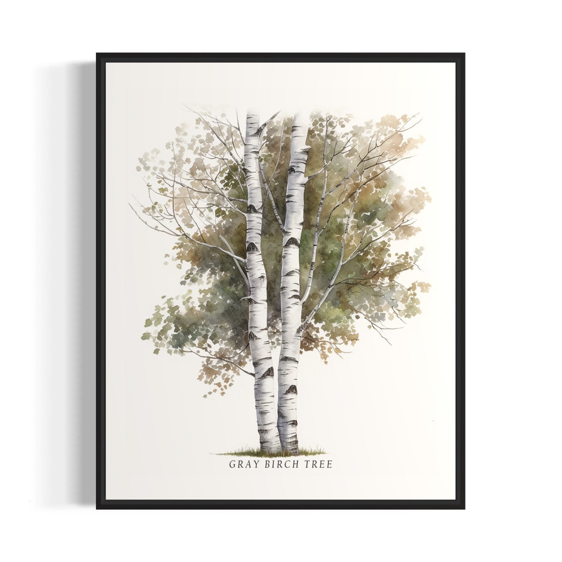Gray Birch Twin White Bark Tree Watercolor Botanical Art Poster