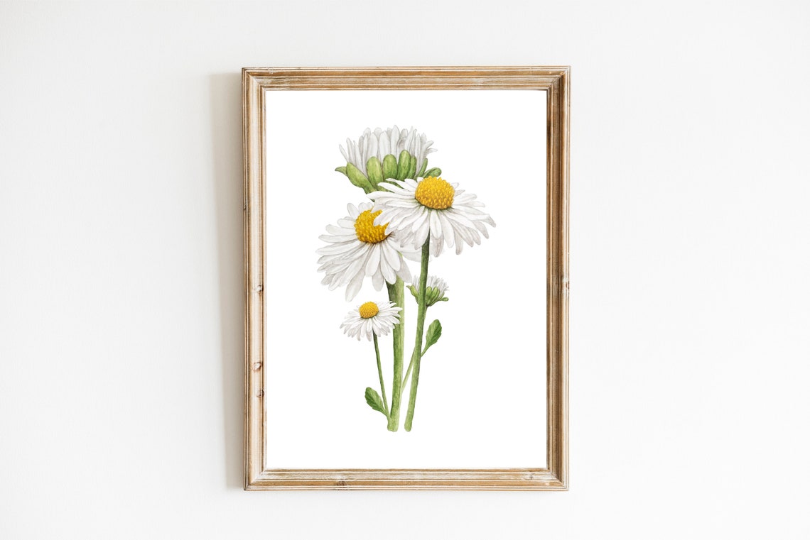 White Daisy Watercolor Botanical Flower Art Print for Girls Room